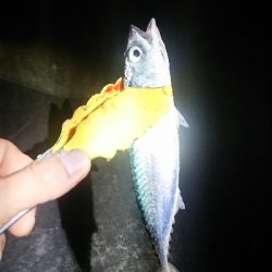 釣り部 釣行記  19