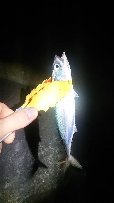 釣り部 釣行記  19