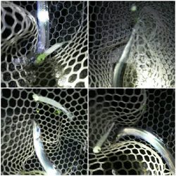 太刀魚開幕第２戦