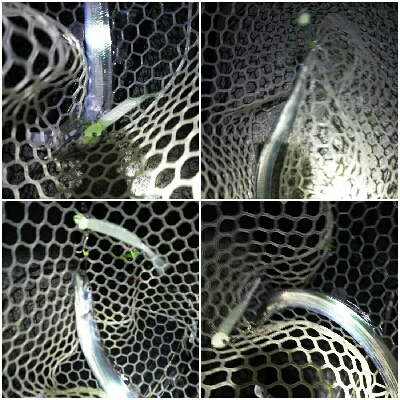 太刀魚開幕第２戦