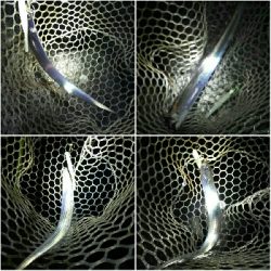 太刀魚ワインド