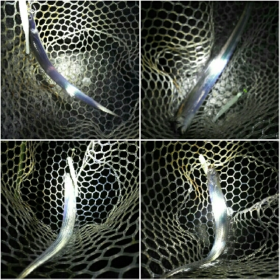 太刀魚ワインド