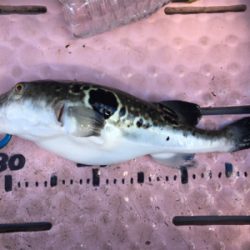 マイボートでタイラバ、ジギング!