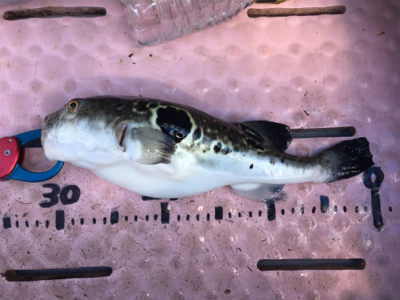 マイボートでタイラバ、ジギング!