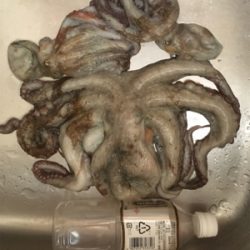 いつものとこですよ〜GMさんタコ釣れます