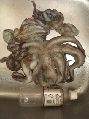 いつものとこですよ〜GMさんタコ釣れます