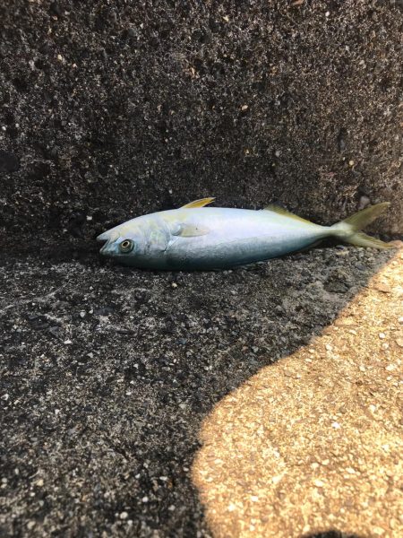 アジング五目釣り