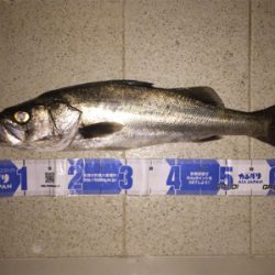 犀川水系ナイトゲーム