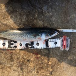 これで良いのか？