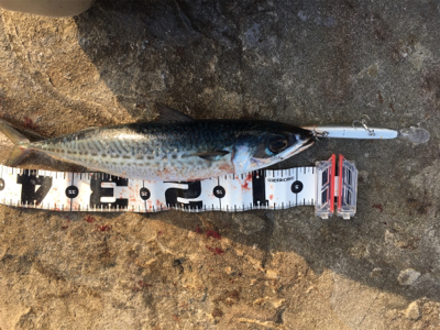 これで良いのか？