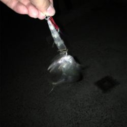 初の大サバ！！！！！