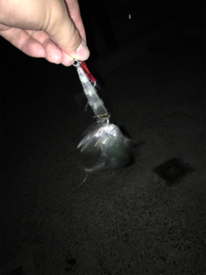 初の大サバ！！！！！