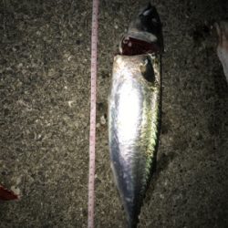 初めてのショアジギング