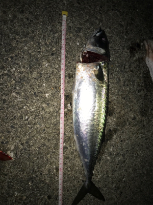 初めてのショアジギング