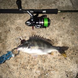 淀川ブリームゲーム キビレ探し