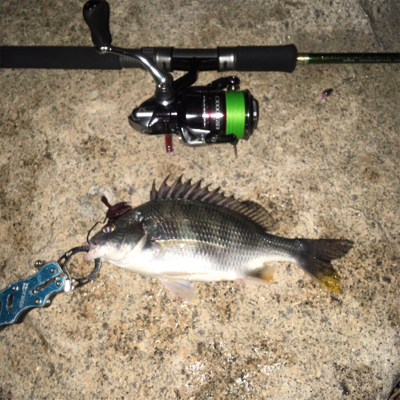 淀川ブリームゲーム キビレ探し