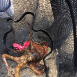 デイオクトパッシング