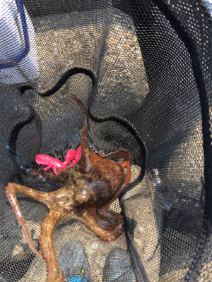 デイオクトパッシング