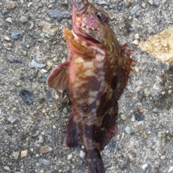 今回はサンマの切り身で釣れました