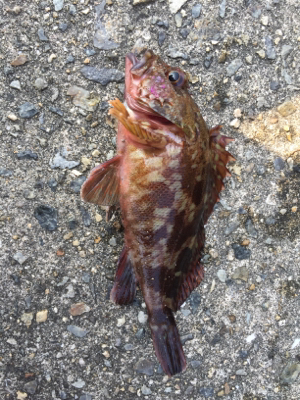 今回はサンマの切り身で釣れました