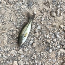 小バスフィーバー