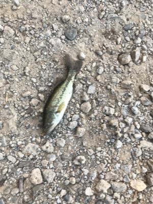 小バスフィーバー