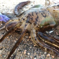 夏イカエギング