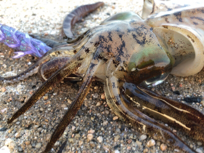 夏イカエギング