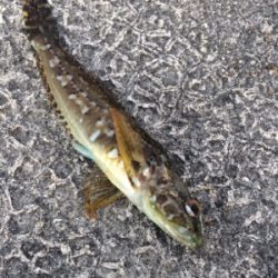 アジ ケンサキイカ調査とナイトゲーム