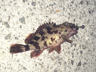 気温は暑いが釣果は寒い！