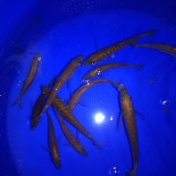 釣堀前日のサビキ釣り