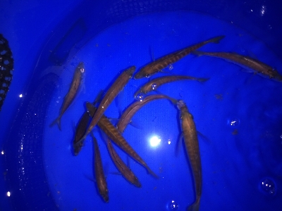 釣堀前日のサビキ釣り