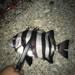 深夜サビキで珍客