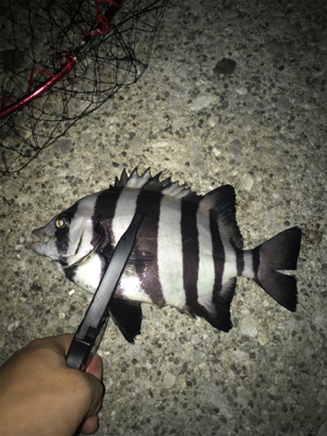 深夜サビキで珍客