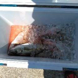 久し振りの海上釣堀オーパ！