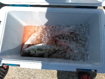 久し振りの海上釣堀オーパ！