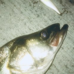 ドブ川シーバス久しぶり