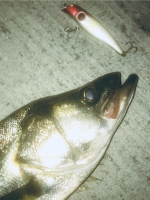 ドブ川シーバス久しぶり