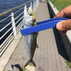 コスモで良型アジ