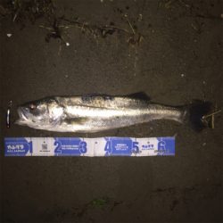 真夏のランカーシーバスを追え