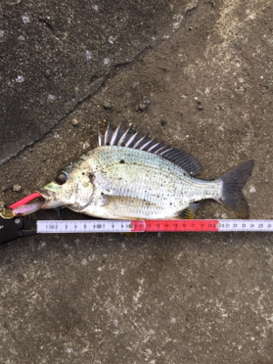 小物ばかりでも入れ食いだと楽しいね