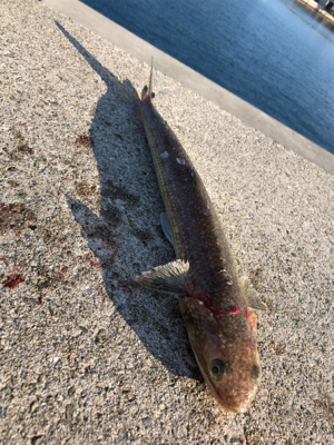 デカサバを求めて…