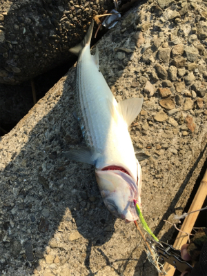 「スズキ」さん？