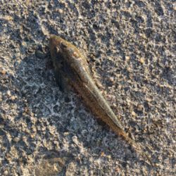 今日もキス釣り！