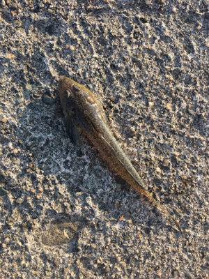 今日もキス釣り！