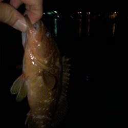 漁港内で釣れました。