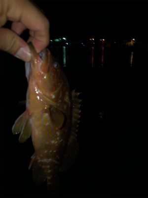 漁港内で釣れました。