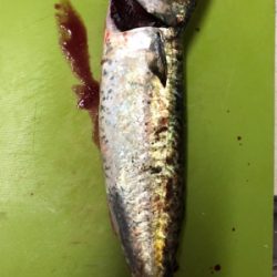 去年のリベンジ