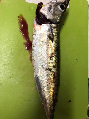 去年のリベンジ