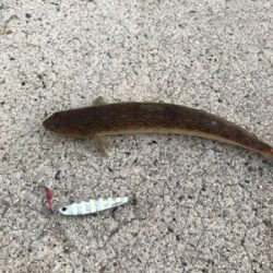 ロックフィッシュ狙い